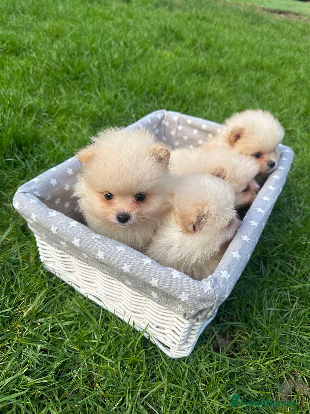 Pomeranian dogs for sale: Adorable Pomeranian Puppies for Sale!  - Image 3