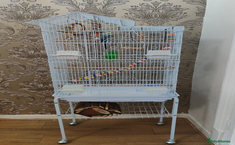 Budgerigars birds - Advert 1