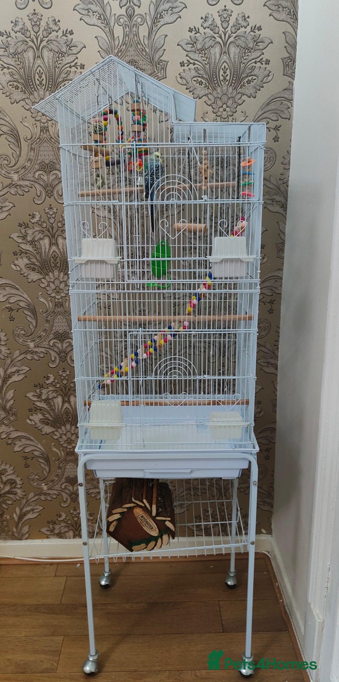 Budgerigars birds for sale: Budgie and cage for sale - Image 1