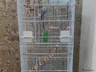 Budgerigars birds - Advert 10