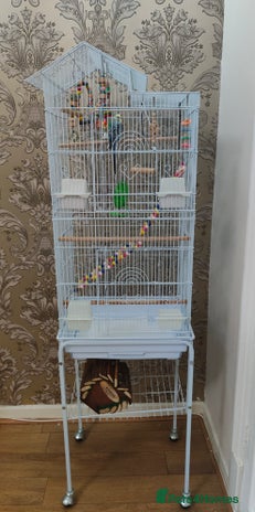 Budgerigars birds - Advert 16