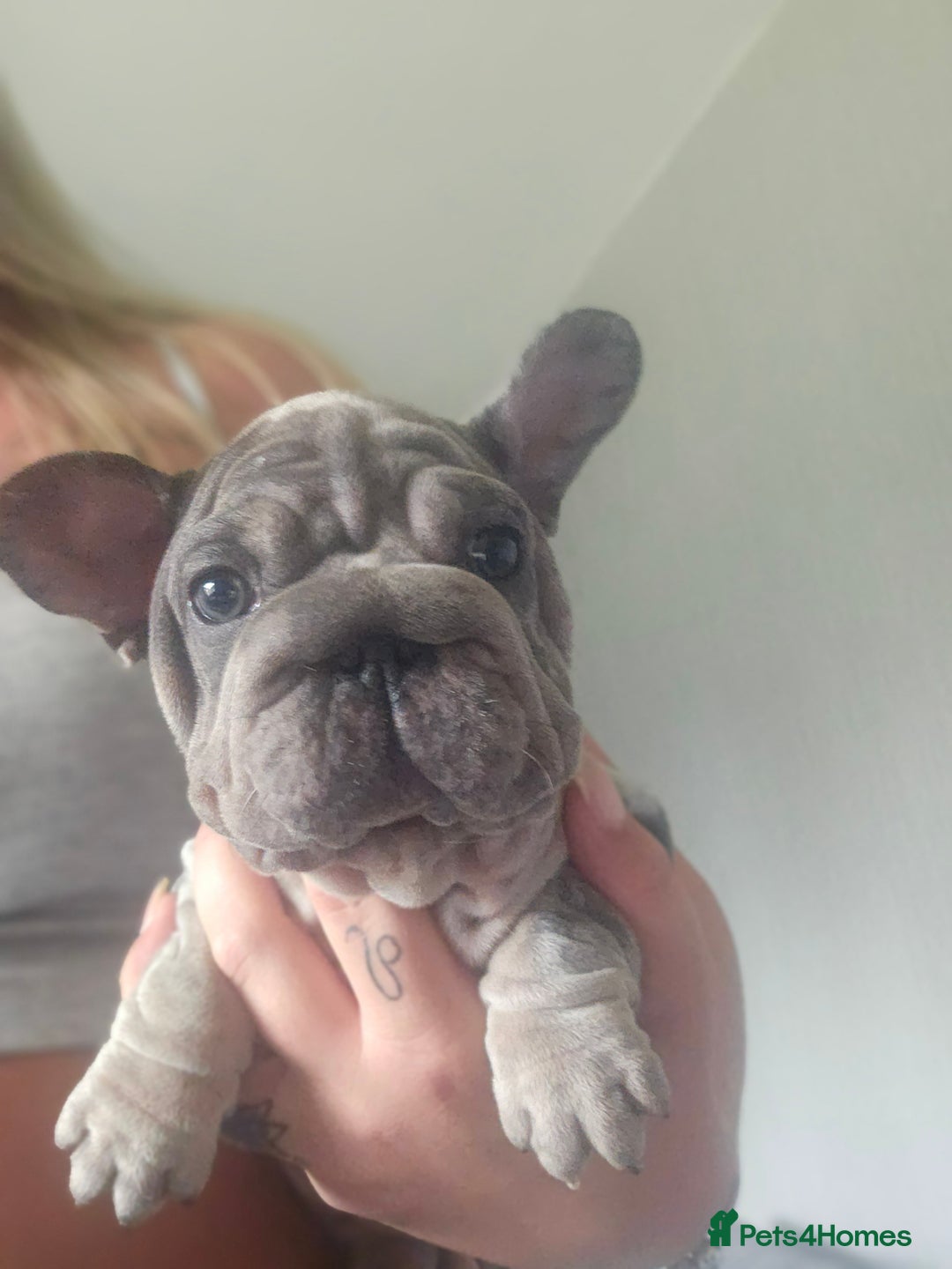 French Bulldog dogs for sale:  Beautiful french bulldog puppies for sale - Image 25