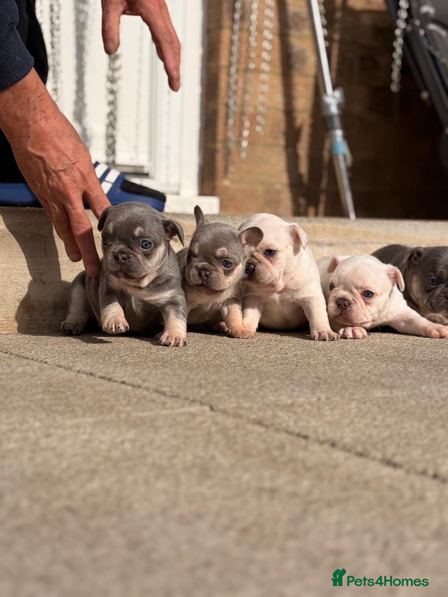 French Bulldog dogs     💎 Premium French Bulldog Puppies   - Advert 1