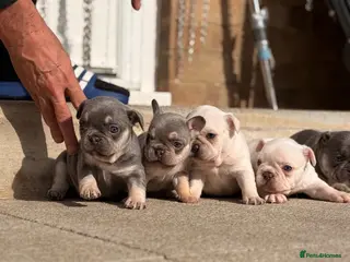 French Bulldog dogs 💎 Premium French Bulldog Puppies - Advert 1