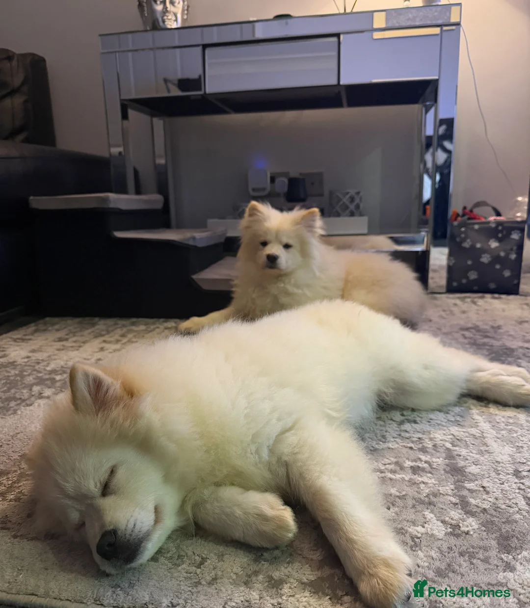 Mixed Breed dogs for sale: Chow Pom Puppy For Sale  - Advert 4