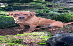 Labrador Retriever dogs for sale: Labrador puppy looking for his forever home  - Image 5