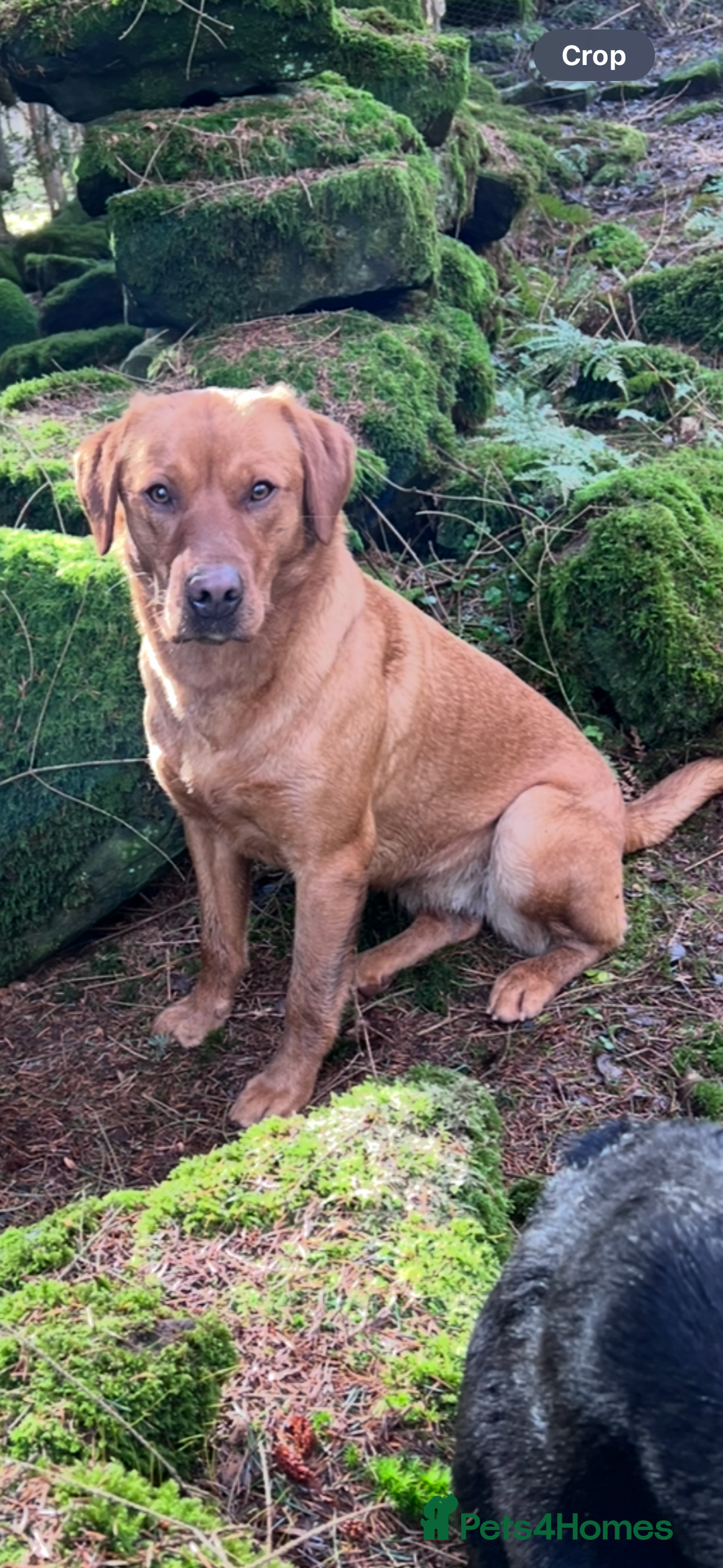 Labrador Retriever dogs for sale: Labrador puppy looking for his forever home  - Image 5