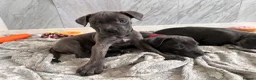 Cane Corso dogs for sale: Cane corso puppies   - Advert 13