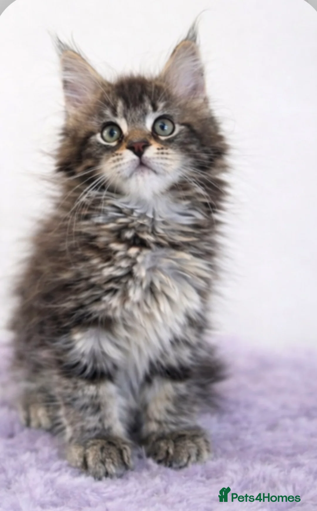 Maine Coon cats for sale: Outstanding pedigree kittens available  - Advert 2