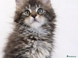 Maine Coon cats Outstanding pedigree kittens available - Advert 16