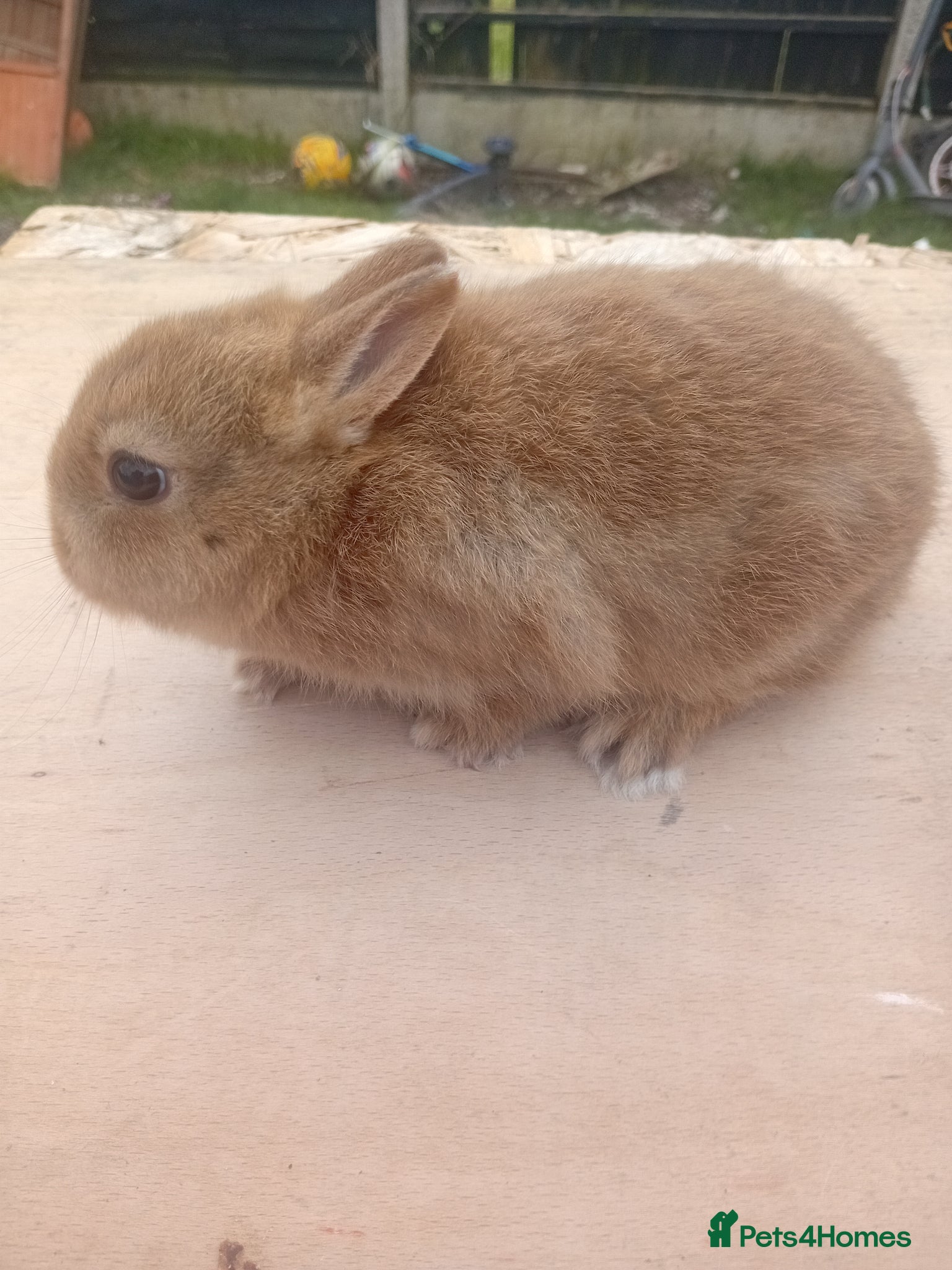 Netherland Dwarf rabbits Netherland dwarf baby  - Advert 1