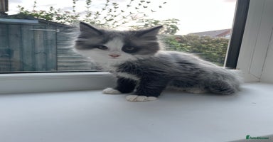 Maine Coon cats for sale - Advert 3