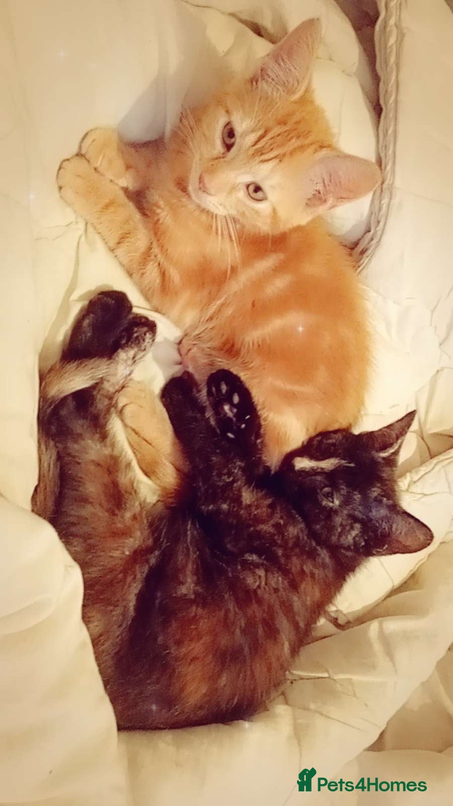 Mixed Breed cats Kittens - Advert 8