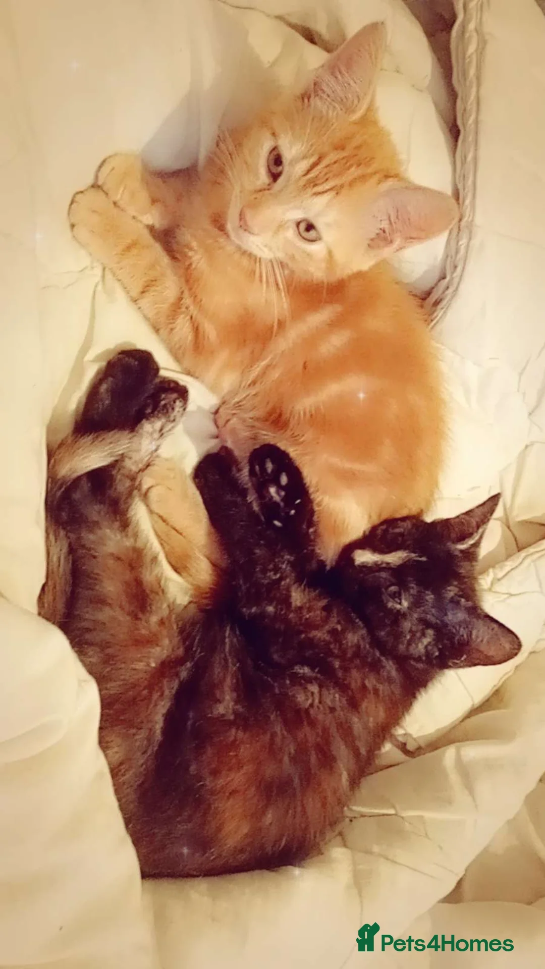 Mixed Breed cats for sale: Kittens - Advert 1
