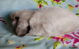 Mini Lop rabbits for sale: Pedigree Mini Lops - Image 9