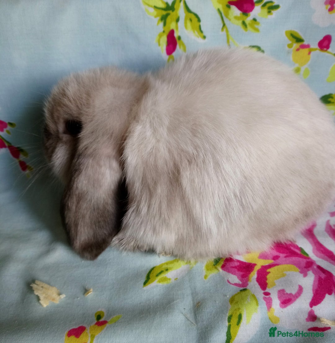 Mini Lop rabbits for sale: Pedigree Mini Lops - Image 9