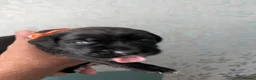 Cane Corso dogs for sale: Cane corso puppies - Advert 29