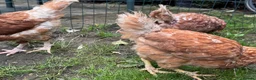 Chickens poultry for sale: Chickens for sale  - Advert 9