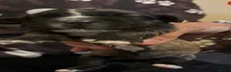 Zuchon dogs for sale: Zuchon puppies looking for forever home £650 in Brentwood - Advert 20