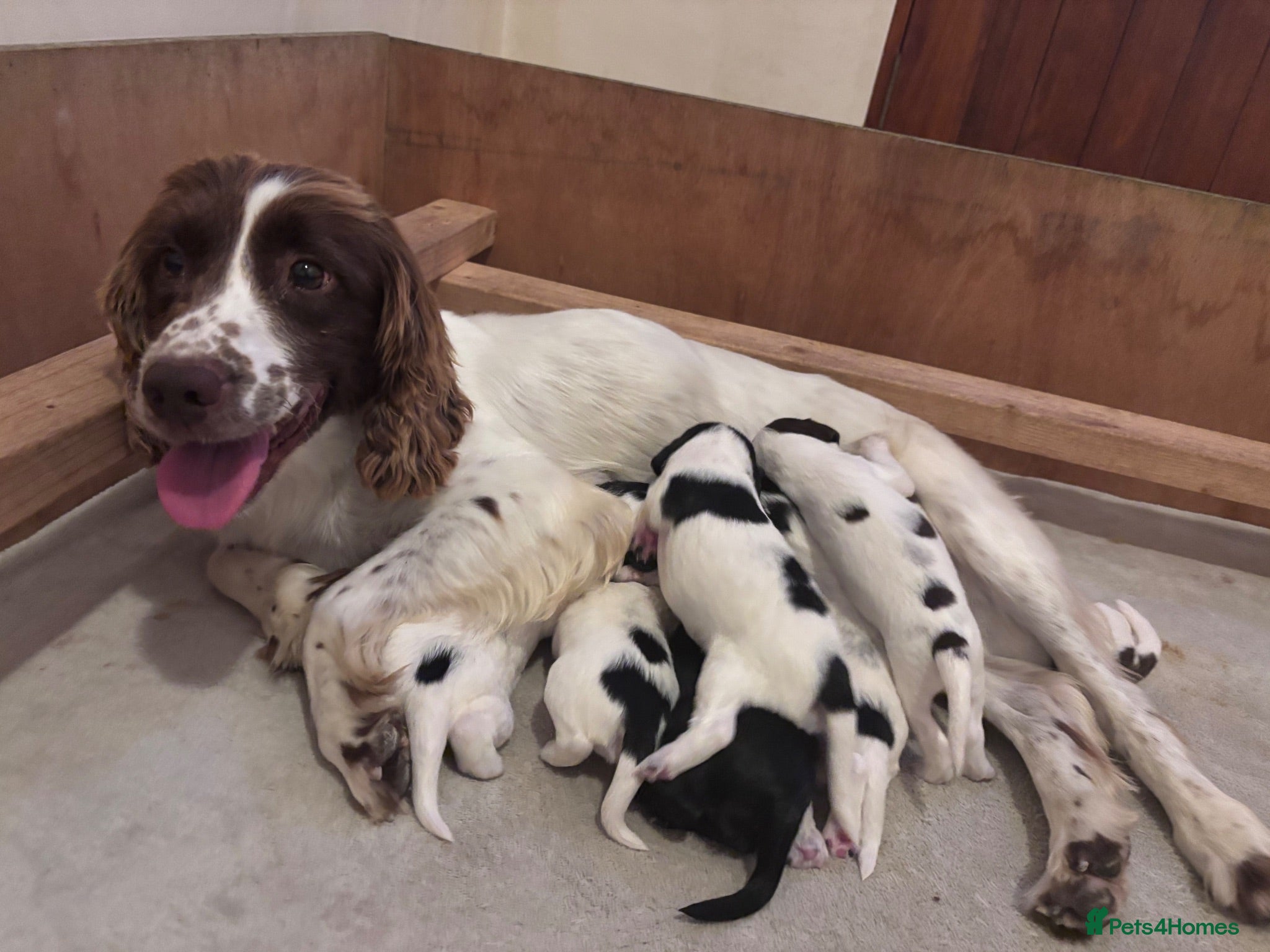 Sprocker dogs STUNNING SPROCKERS F1 - Advert 14