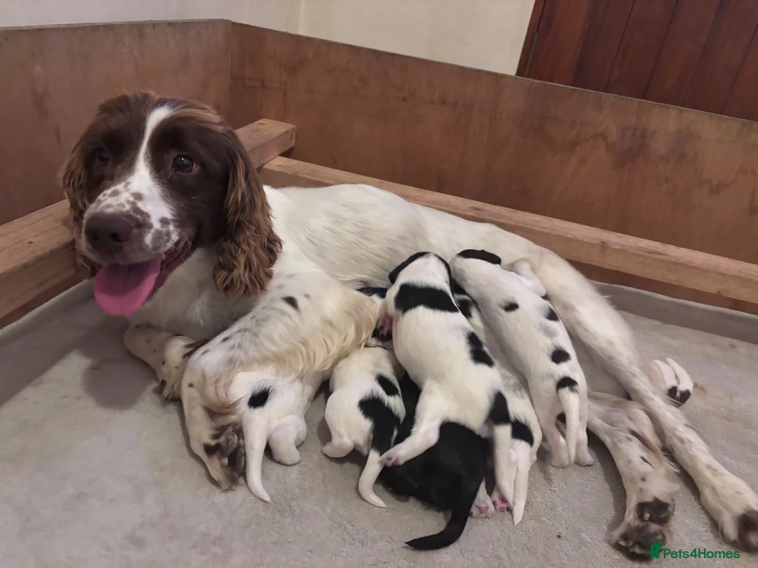 Sprocker dogs for sale: STUNNING SPROCKERS F1 in Narberth - Advert 1
