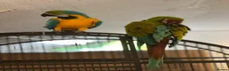 Macaws birds for sale: Bonded Breeding Pair Military, Blue & Gold Macaw - Advert 2