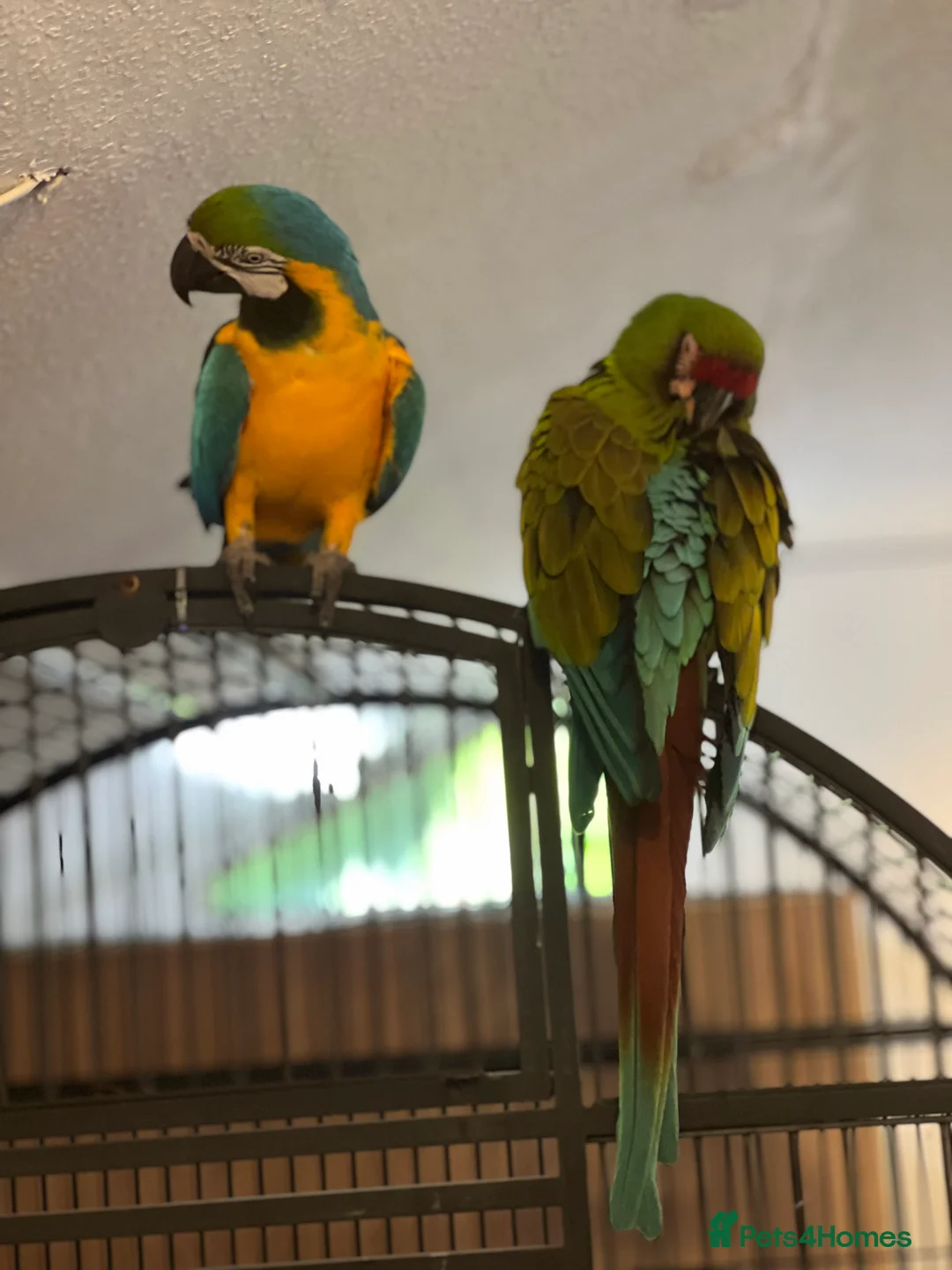 Macaws birds for sale: Bonded Breeding Pair Military, Blue & Gold Macaw - Advert 2