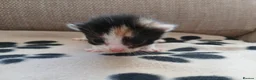Mixed Breed cats for sale: 2 Calico Girls and 1 Ginger Male - Advert 6
