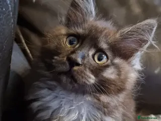 Maine Coon cats Tica registered kittens ready now - Advert 1