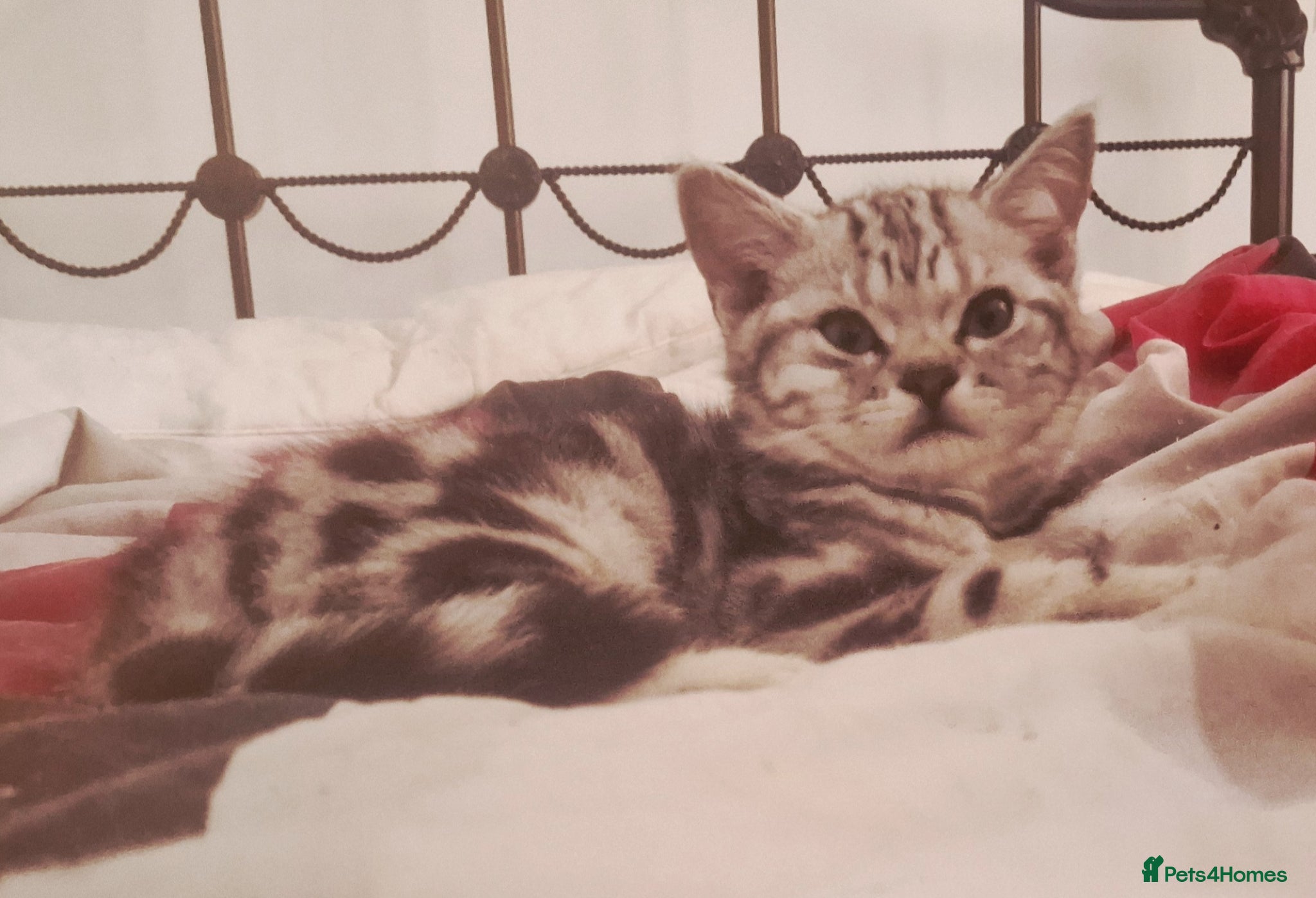 British Shorthair cats for sale: Black Silver Classic Tabby in Northampton - Advert 4