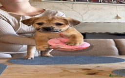 Mixed Breed dogs for sale: Chow chow x American bull dog  - Image 7