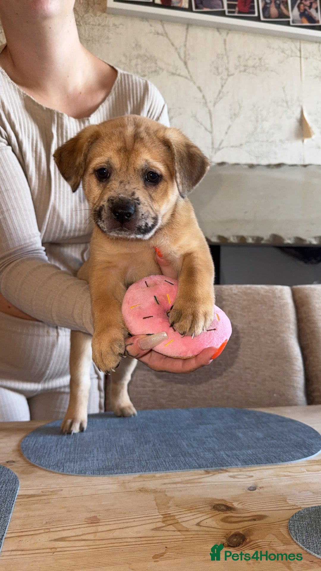 Mixed Breed dogs for sale: Chow chow x American bull dog  - Image 7