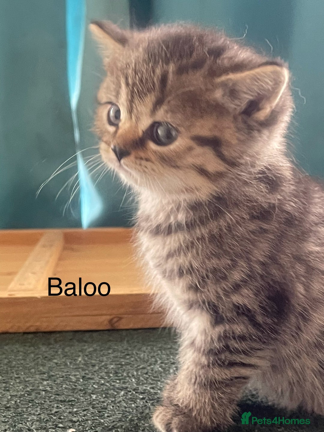 Mixed Breed cats for sale: Bsh and Scottish straight mix - Image 6