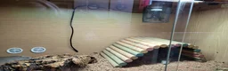 Bearded Dragon reptiles for sale: Juvenile Bearded Dragon & Full Set Up - Advert 16