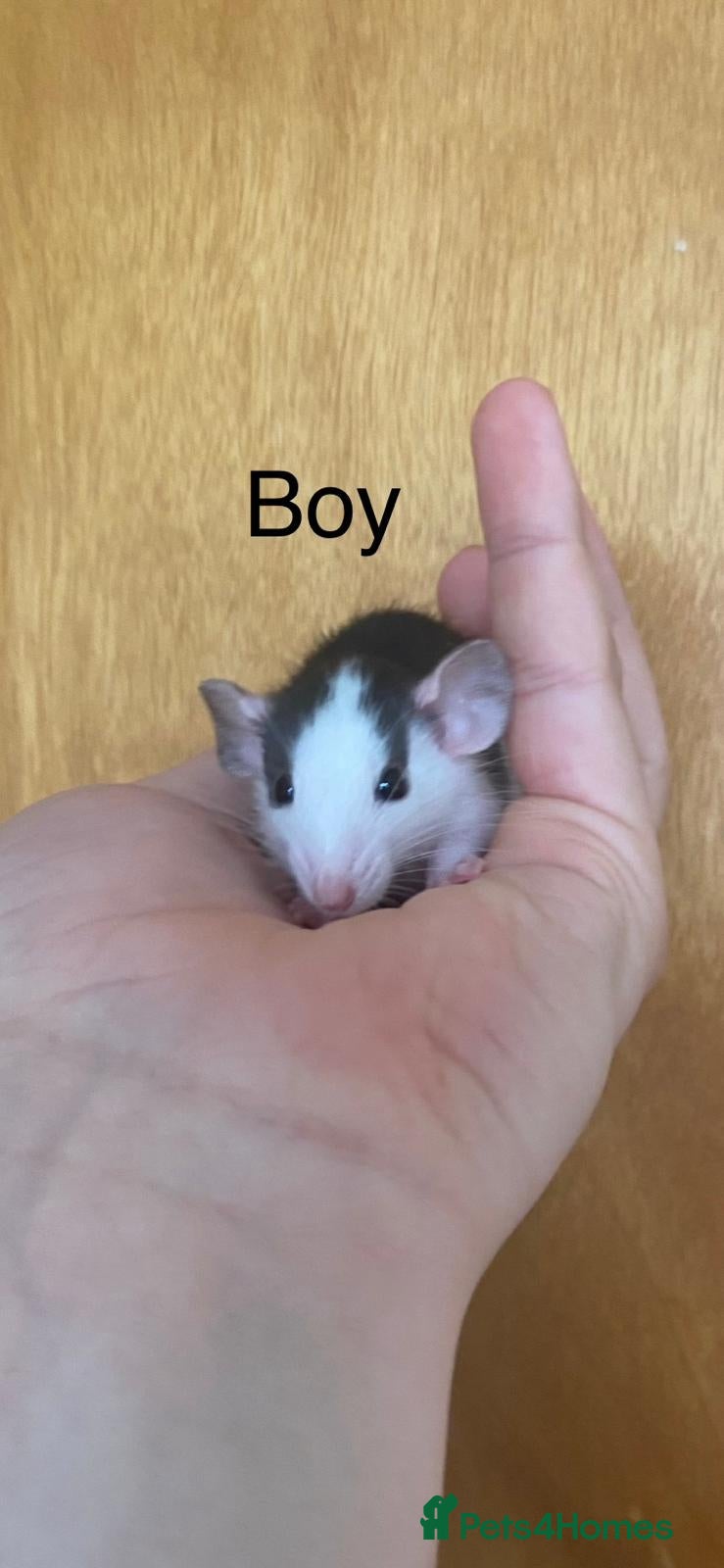 Rat rodents for sale: Mixed sexed baby rats in Chelmsford - Advert 25