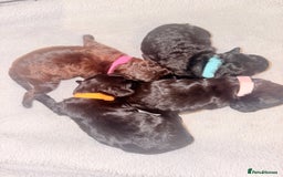 Cockapoo dogs for sale: Female f1b cockapoo puppies - Image 6