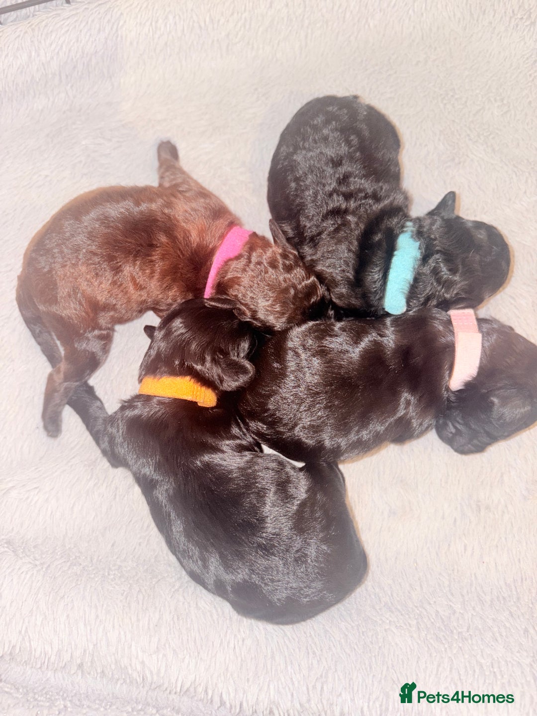 Cockapoo dogs for sale: Female f1b cockapoo puppies - Image 6