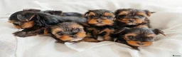 Yorkshire Terrier dogs for sale: Yorkshire Terrier Puppies 6 boys and 2 girls - Advert 3