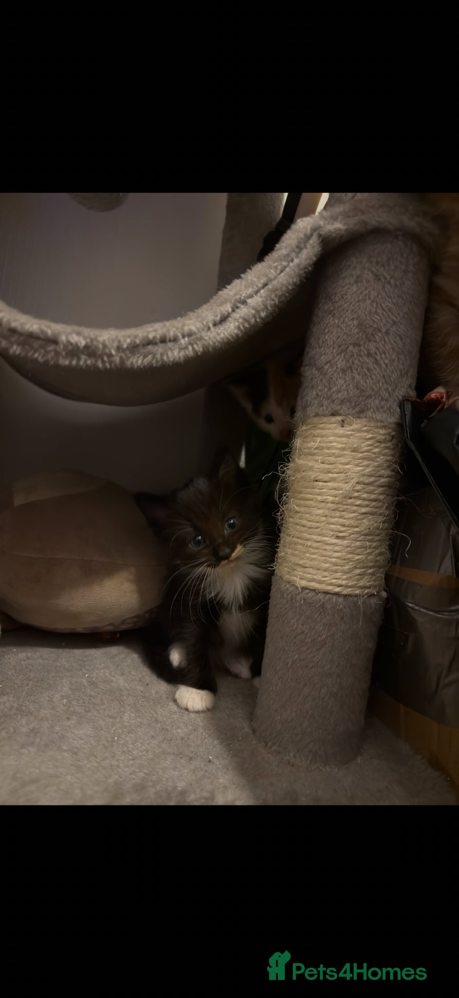 Mixed Breed cats for sale: Mix breed kittens - Advert 5