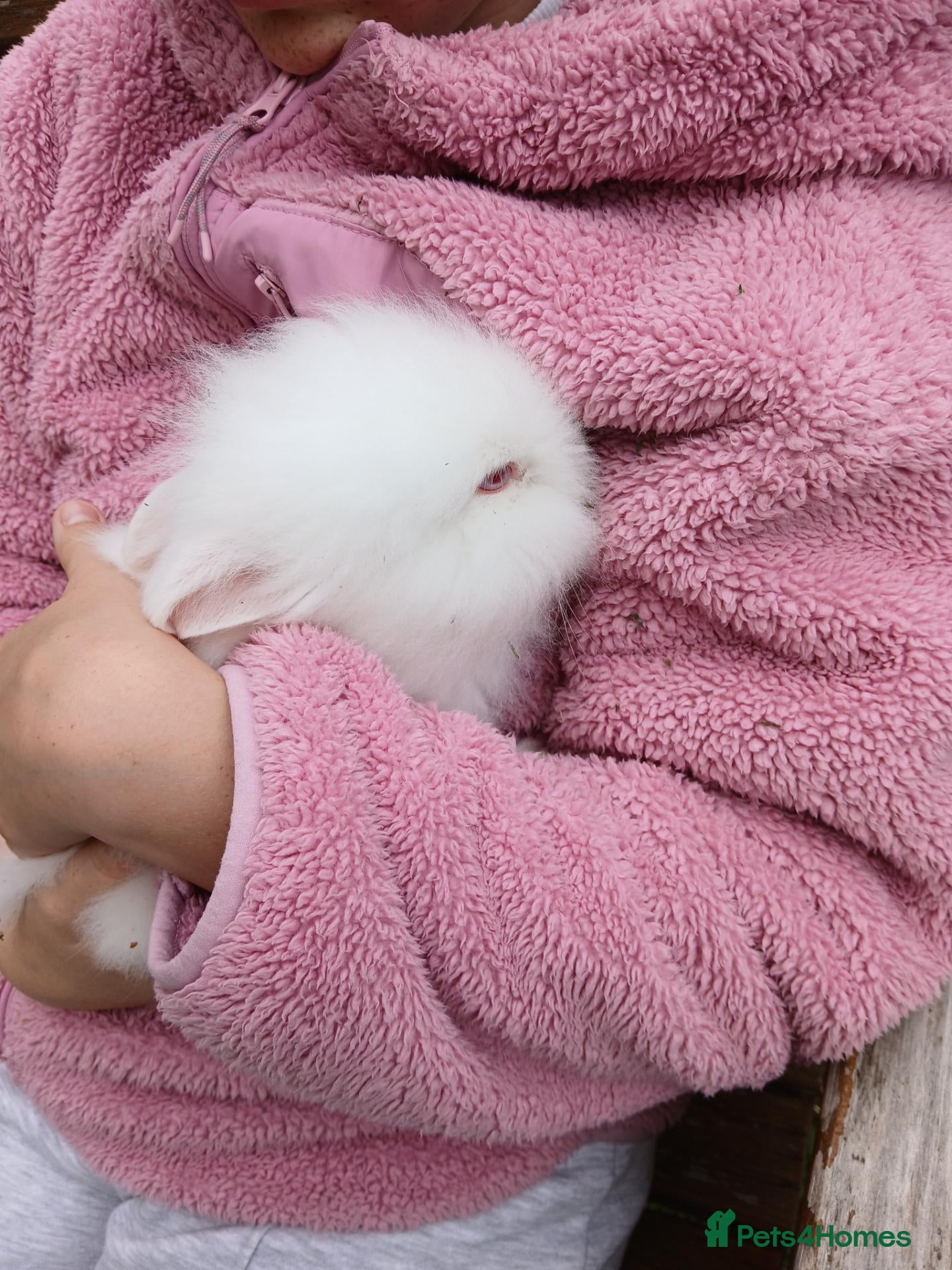 Mixed Breed rabbits Beautiful baby lionhead cross bunnies - Advert 4