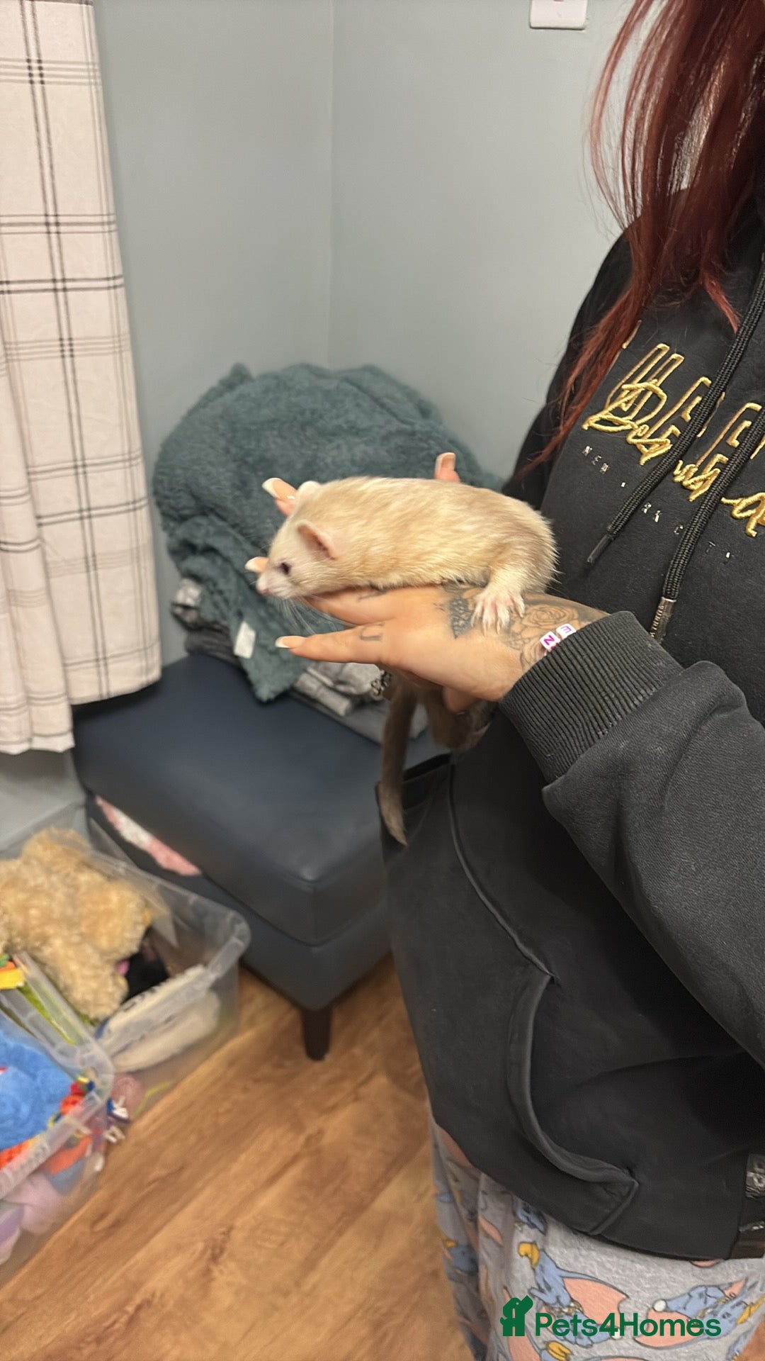 Ferret rodents for sale: 2 girl ferrets  - Image 1