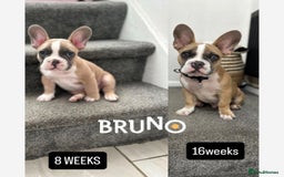 French Bulldog dogs for sale: 7 month old French Bulldog FORSALE  - Advert 2