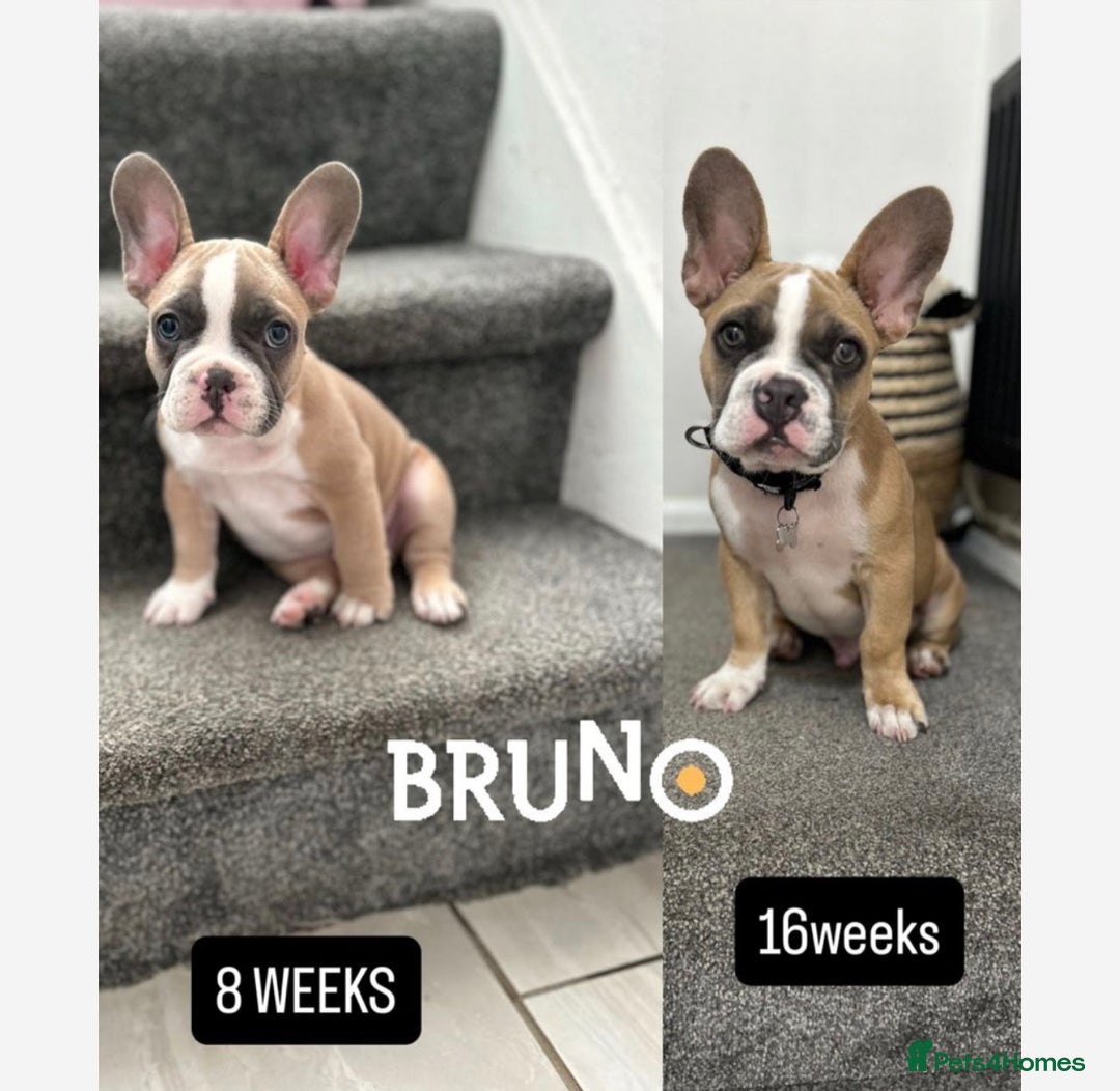 French Bulldog dogs for sale: 7 month old French Bulldog FORSALE  - Advert 2