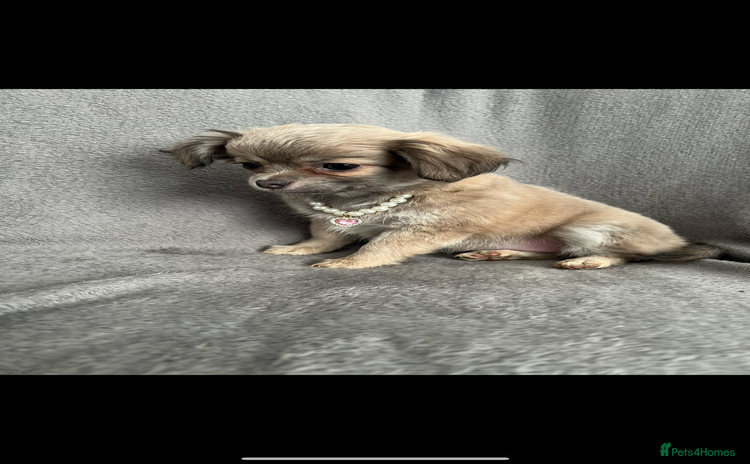 Chihuahua dogs - Advert 1