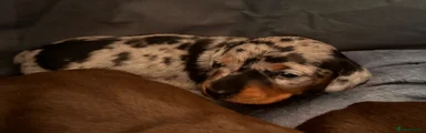 Silver and black Dapple Female