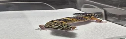 Leopard Gecko reptiles for sale: Black night leopard geckos  - Advert 16