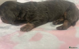 Dachshund dogs for sale: mini dachshunds 🐶 💚 - Advert 5