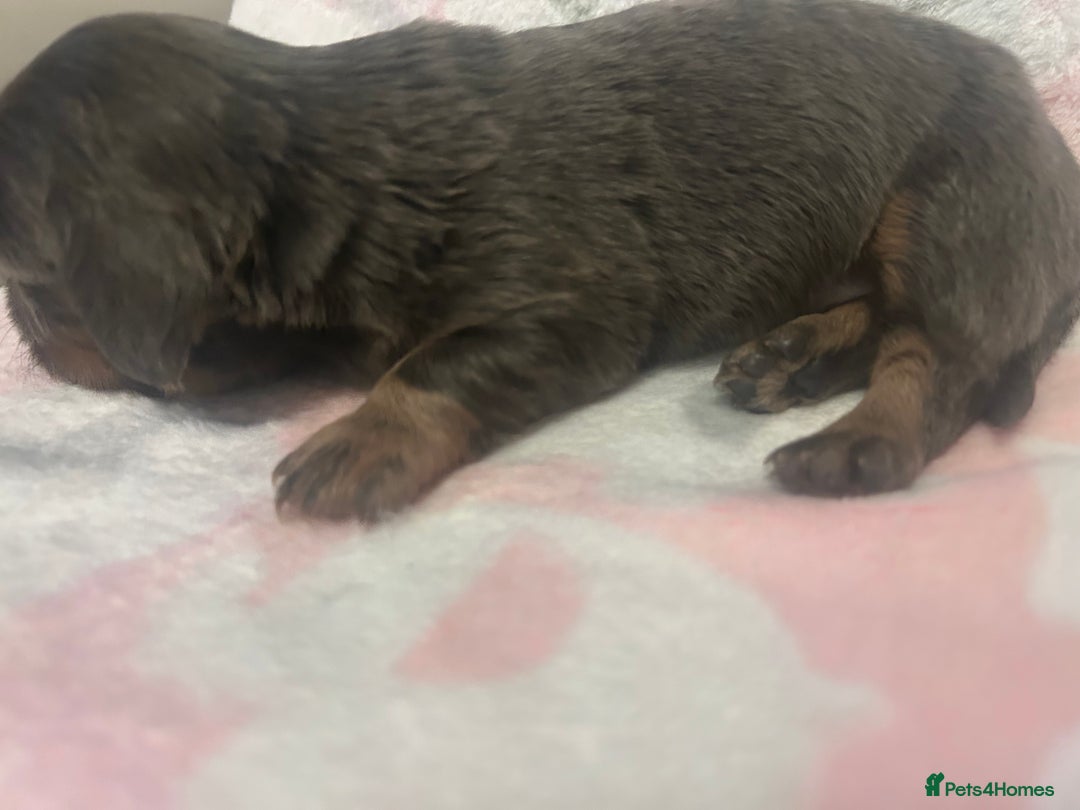 Dachshund dogs for sale: mini dachshunds 🐶 💚 - Advert 5