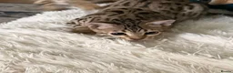 Bengal cats for sale: Stunning beautiful bengal kittens  - Advert 17