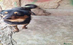 Mixed Breed dogs for adoption: 💝🐾 🐾Introducing SMALL CUTE BOY 🐾SHADOW 🐾 🐾 - Image 4